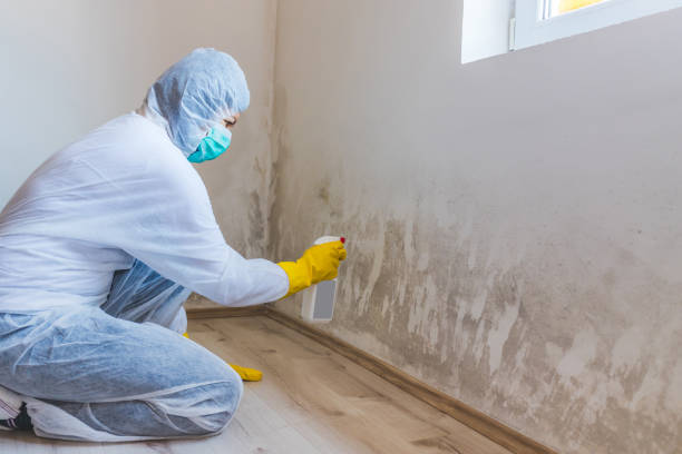 Licensed Basement Mold Remediation service in Butler, GA - WQB Mold Removal